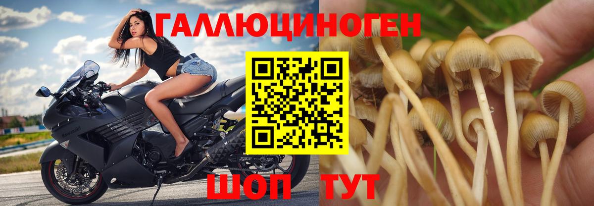 Псилоцибиновые грибы GOLDEN TEACHER Кисловодск